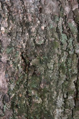 Kabuk dokusu arkaplan deseni tasarım için eski kahverengi çatlak