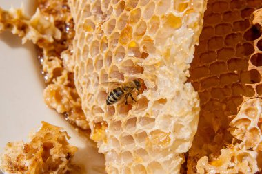 Tatlı tatlım ile petek üzerinde çalışma arı görünümü kadar kapatın