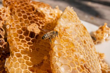 Tatlı tatlım ile petek üzerinde çalışma arı görünümü kadar kapatın