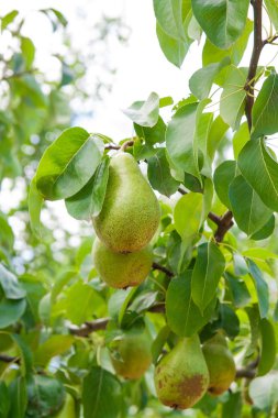 Bir ağaç dalı meyve asılı parlak lezzetli armut.