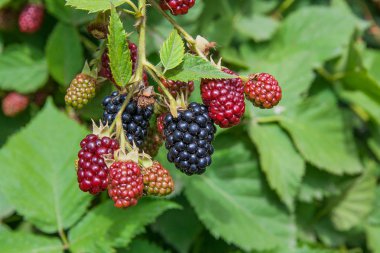 Blackberry bir demet görünümü kapatın. Blackber olgunlaşma