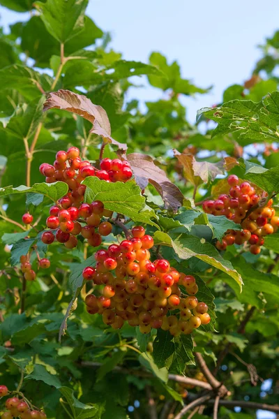 Közelről a csokrok piros bogyós gyümölcsök Guelder rose vagy labdarózsa — Stock Fotó