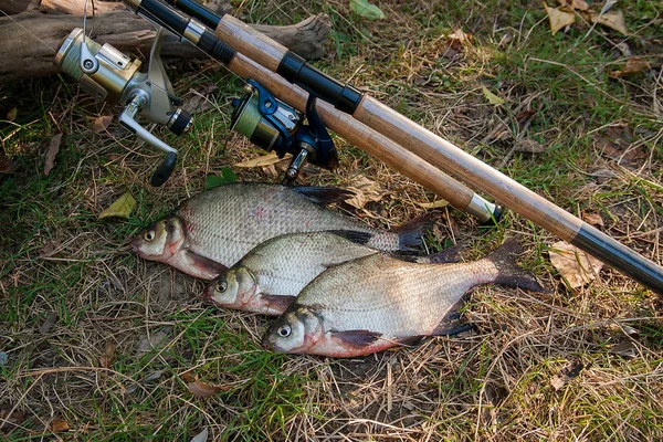 Several common bream fish on the natural background. Catching fr — Stock Photo, Image