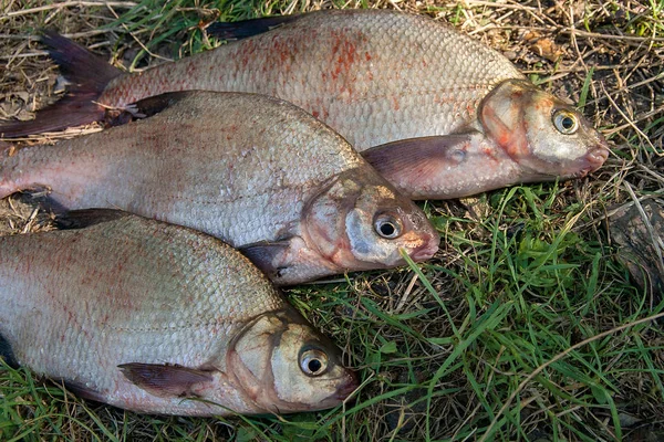 Diversi pesci orata comune su erba verde. Cattura di acqua dolce fi — Foto Stock