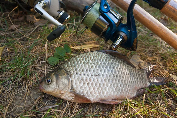 Varios peces crucianos o carassius en la hierba verde. Capturar fresco — Foto de Stock