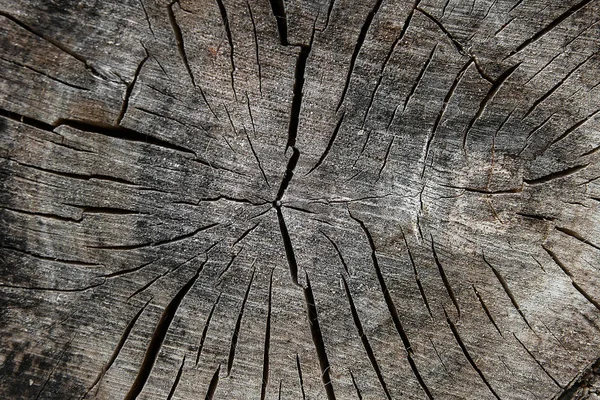 Textura de madera de tronco de árbol cortado. Moss y hongos creciendo en th — Foto de Stock