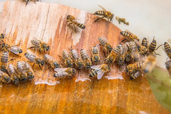 Las abejas beben agua en el verano . —  Fotos de Stock