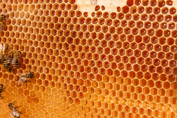 Pohled pracovní včel na honeycomb s sladký med. — Stock fotografie