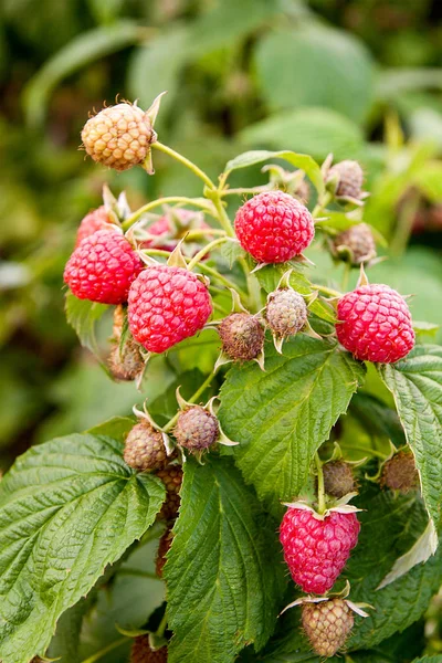 Olgun ve olgunlaşmamış ahududu meyve bahçesinde, yakın çekim. G