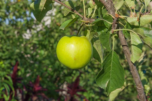 Glanzende heerlijke groene appels op een tak klaar om te worden geoogst ik — Stockfoto