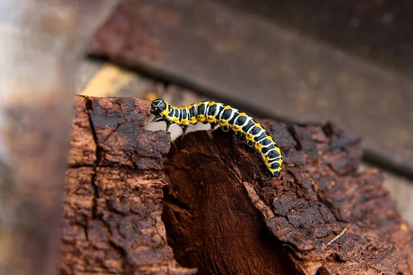 Beautiful black and yellow caterpillar creeps on piece of old br. — стоковое фото