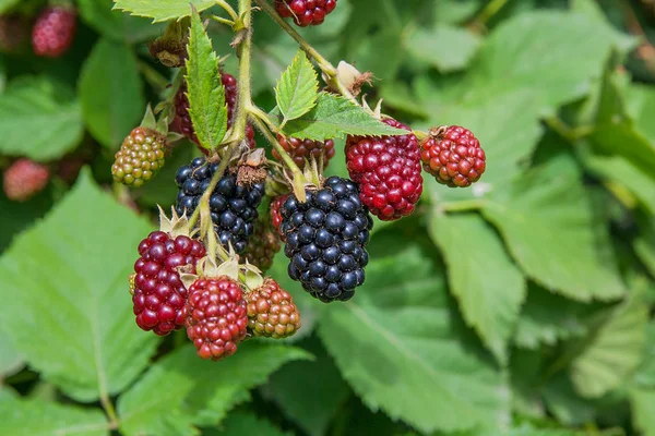 Blackberry bir demet görünümü kapatın. Blackber olgunlaşma