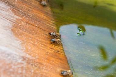 Arılar içme suyu yaz.