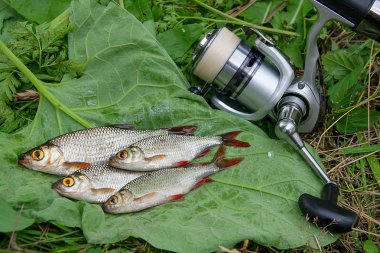 Doğal zemin üzerine birkaç ortak rudd balık. Freshwa yakalamak