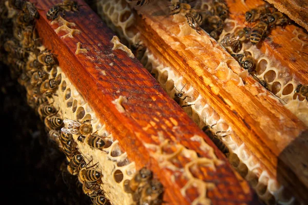På nära håll beskåda av bina svärma på en honeycomb. — Stockfoto