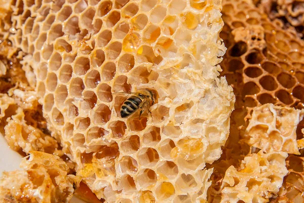 Zblízka pohled pracovní Bee na honeycomb s sladké zlato — Stock fotografie