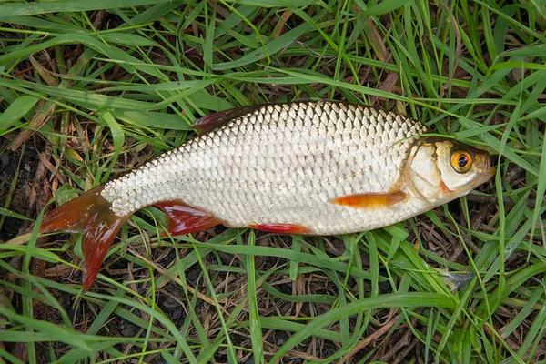 Einzelner Rotbarsch auf grünem Gras. — Stockfoto