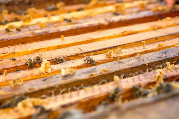 Close up view of the bees swarming on a honeycomb. — Stock Photo, Image