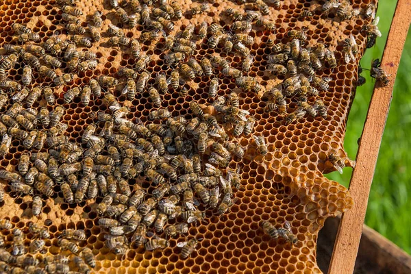 Abelhas ocupadas dentro da colmeia com células seladas para seus filhotes . — Fotografia de Stock