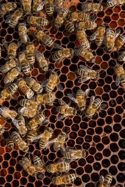Obsazeno včely, zblízka pohled pracovní včel na plástve. Stock Fotografie
