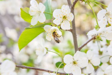 Arı nektar ve polen çiçek açması bir kiraz ağacı branc üzerinde toplar