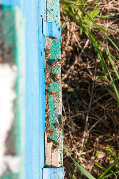 Un montón de abejas en la entrada de la colmena en el colmenar . — Foto de Stock