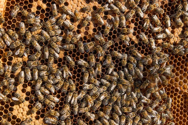 彼らの若者のための密封されたセルとハイブ内の忙しい蜂. — ストック写真