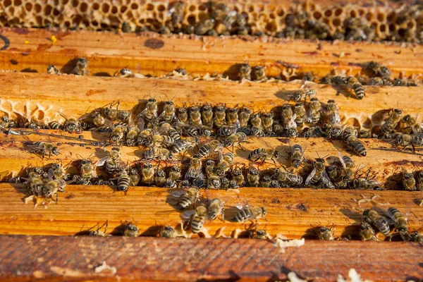 Vista de cerca de las abejas pululando en un panal . —  Fotos de Stock