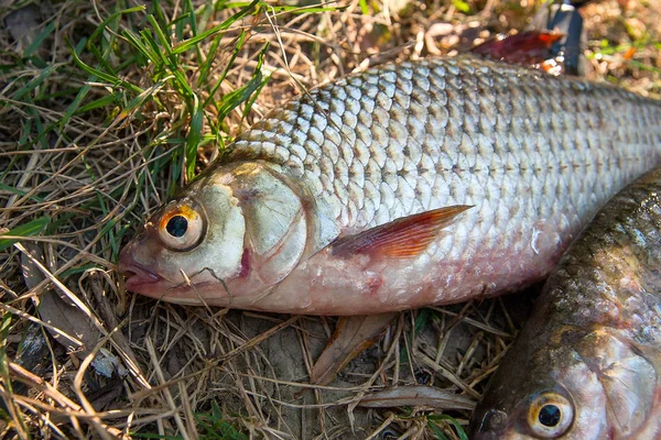 Plusieurs poissons gardons communs sur l'herbe verte. Prise d'eau douce fi — Photo