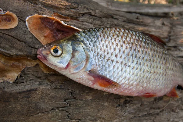 Flera gemensamma mört fisk på grönt gräs. Att fånga sötvatten fi — Stockfoto