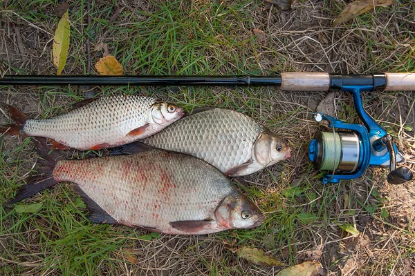 Pile of the common bream fish, crucian fish or Carassius, roach — Stock Photo, Image