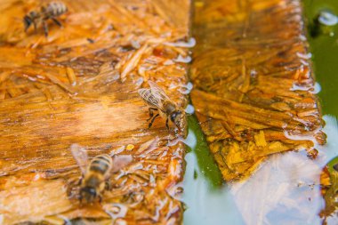 Arılar içme suyu yaz, ahşap tahta üzerinde.