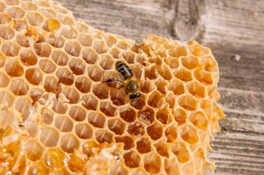 Tatlı tatlım ile petek üzerinde çalışma arı görünümü kadar kapatın