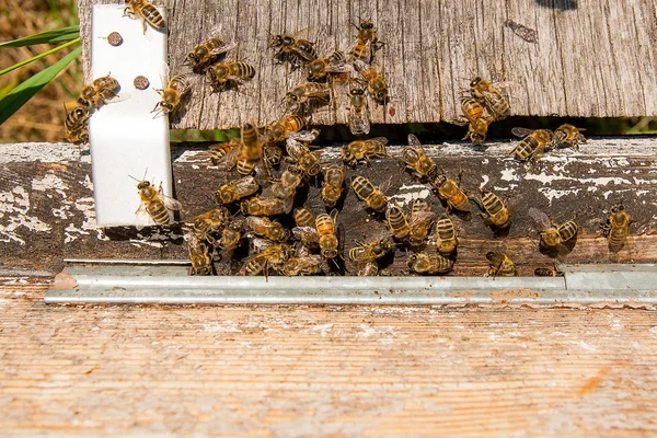 Viele Bienen am Eingang des Bienenkorbs im Bienenhaus. — Stockfoto