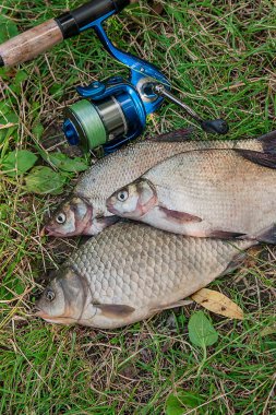 Birkaç ortak çipura balık, crucian balık, roach balık, kasvetli balık 