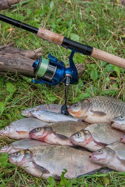 Birkaç ortak çipura balık, crucian balık, roach balık, kasvetli balık 