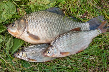 Yığın ortak çipura balık, crucian balık, roach balık, kasvetli f