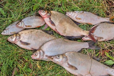 Yığın ortak çipura balık, crucian balık, roach balık, kasvetli f