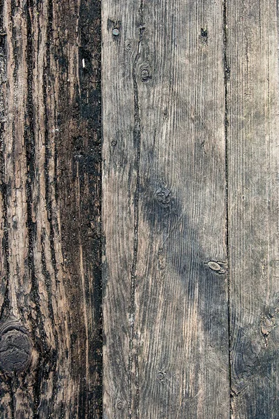 Textura de madera de tablones de árboles cortados. Moss y hongos creciendo en t — Foto de Stock