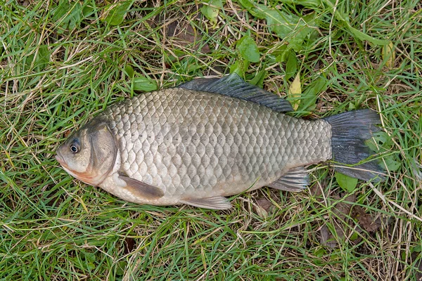 Eine Karausche auf grünem Gras. Fang von Süßwasserfischen auf nat — Stockfoto