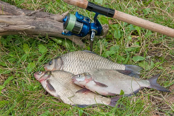 Several common bream fish, crucian fish, roach fish, bleak fish — Stock Photo, Image