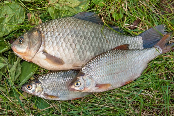 Yığın ortak çipura balık, crucian balık, roach balık, kasvetli f