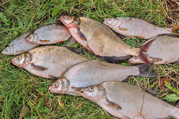 stock image Pile of the common bream fish, crucian fish, roach fish, bleak f