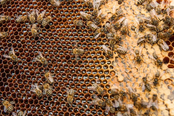 Blick auf die Arbeitsbienen auf der Wabe mit süßem Honig. — Stockfoto