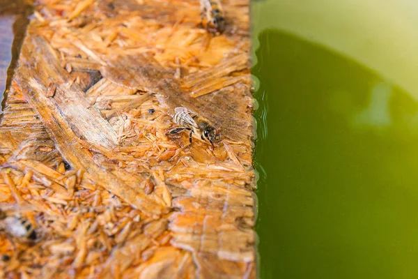 Abejas bebiendo agua en el tablón de madera en el verano . — Foto de Stock