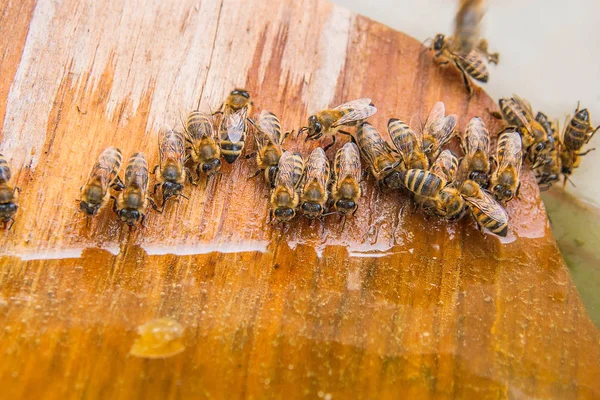 Пчелы пьют воду летом . — стоковое фото