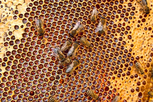 Veduta delle api lavoratrici sul favo con miele dolce . — Foto Stock