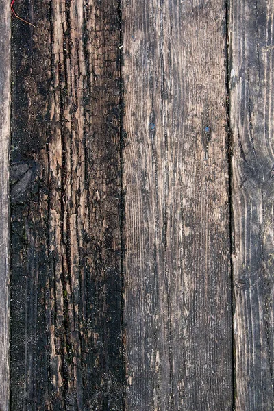 Textura de madera de tablones de árboles cortados. Moss y hongos creciendo en t — Foto de Stock