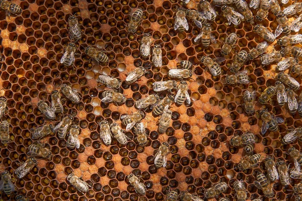 Lebah sibuk di dalam sarang dengan sel-sel tertutup untuk anak-anak mereka . — Stok Foto