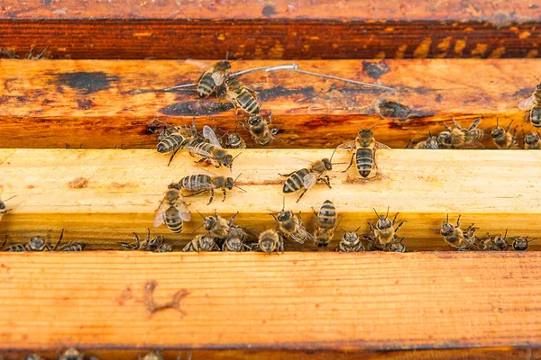 Vista de cerca de las abejas pululando en un panal . —  Fotos de Stock